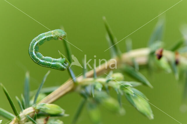 juniper pug (Eupithecia pusillata)