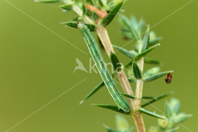 juniper pug (Eupithecia pusillata)