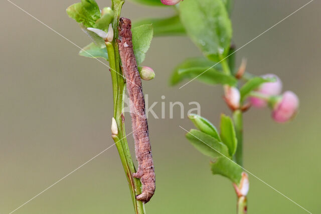 Mottled Beauty (Alcis repandata)