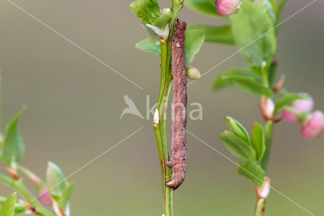 Variabele spikkelspanner (Alcis repandata)