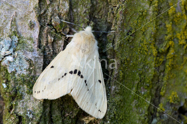 Gele tijger (Spilosoma lutea)