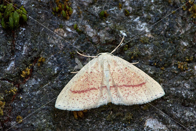 Bruine oogspanner (Cyclophora quercimontaria)