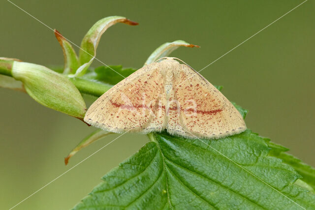 Bruine oogspanner (Cyclophora quercimontaria)