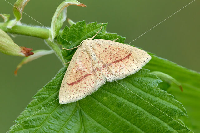 Cyclophora quercimontaria