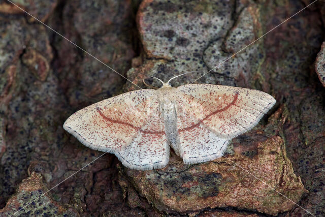 Bruine oogspanner (Cyclophora quercimontaria)