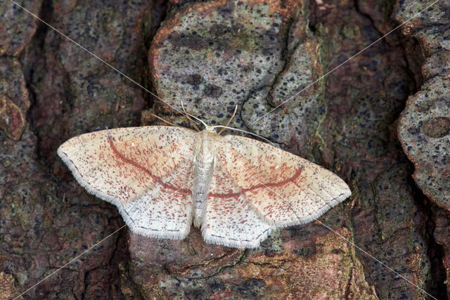 Bruine oogspanner (Cyclophora quercimontaria)