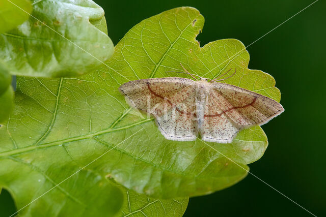 Cyclophora quercimontaria