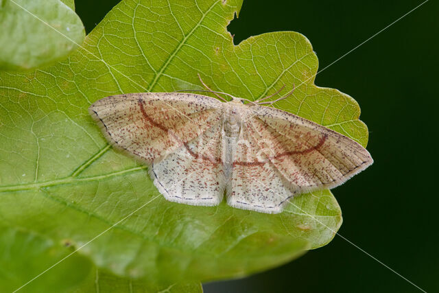 Bruine oogspanner (Cyclophora quercimontaria)