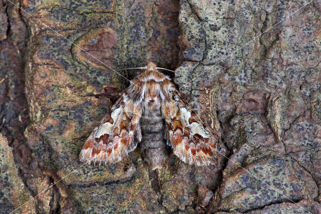 Pine Beauty (Panolis flammea)