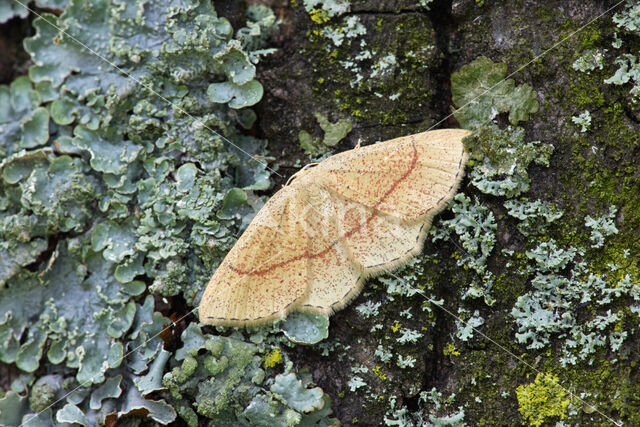 Bruine oogspanner (Cyclophora quercimontaria)