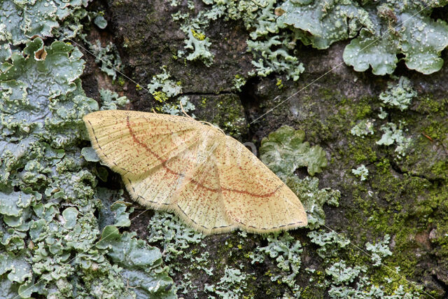 Bruine oogspanner (Cyclophora quercimontaria)