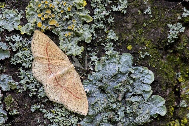 Bruine oogspanner (Cyclophora quercimontaria)