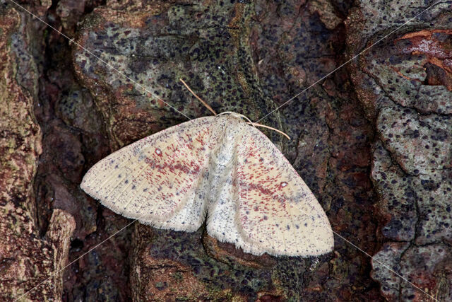 Eikenoogspanner (Cyclophora porata)