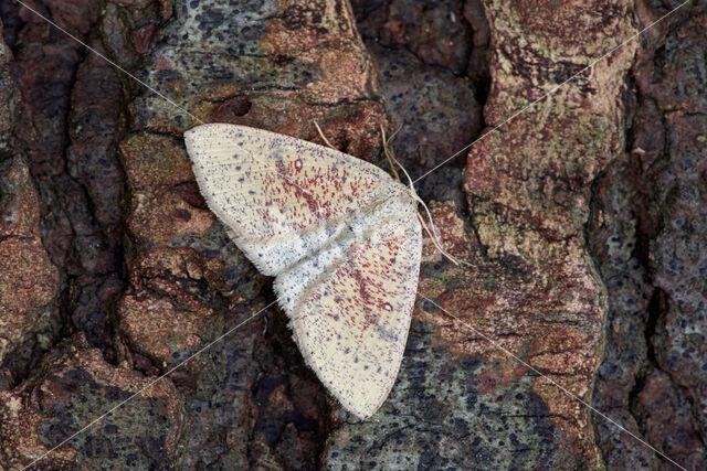 Eikenoogspanner (Cyclophora porata)