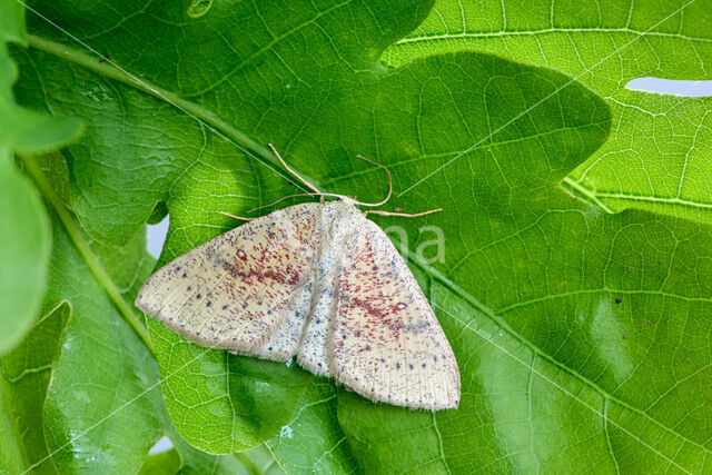 Eikenoogspanner (Cyclophora porata)