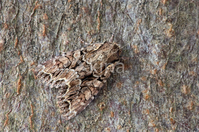 Pale-shouldered Brocade (Lacanobia thalassina)