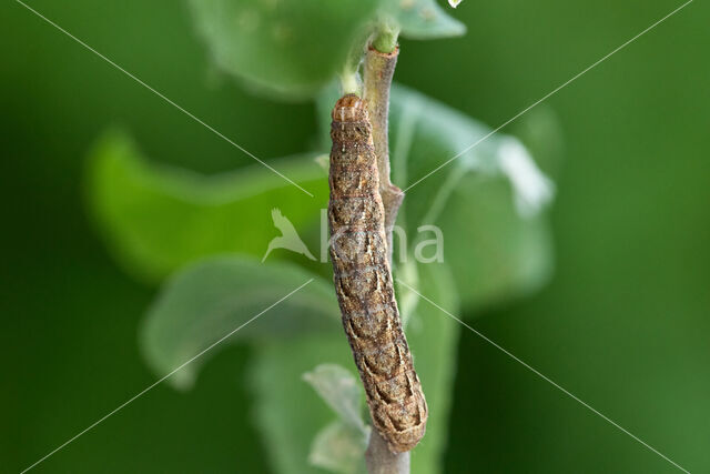 Dotted Clay (Xestia baja)