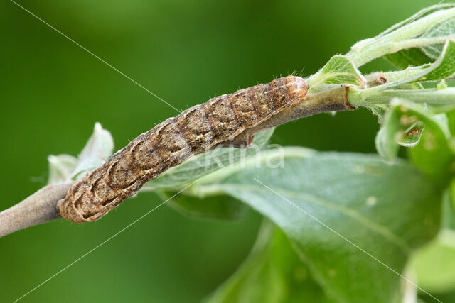 Dotted Clay (Xestia baja)