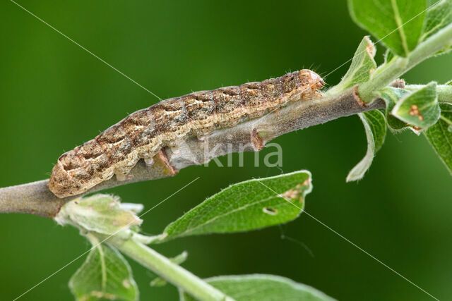 Dotted Clay (Xestia baja)