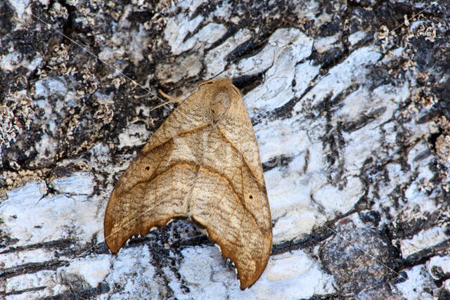 Bleke eenstaart (Falcaria lacertinaria)