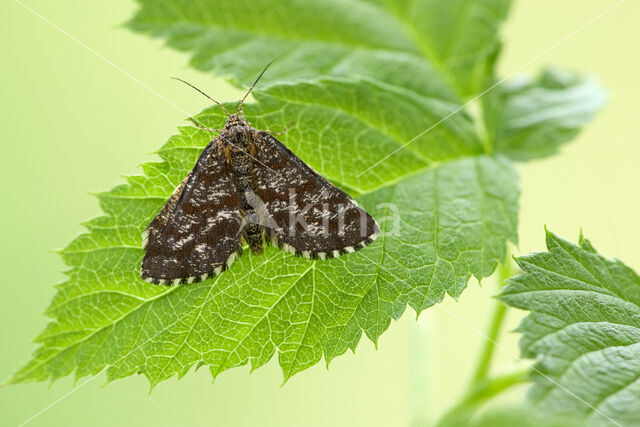 Common Heath (Ematurga atomaria)