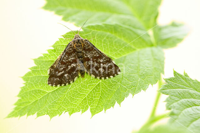 Gewone heispanner (Ematurga atomaria)