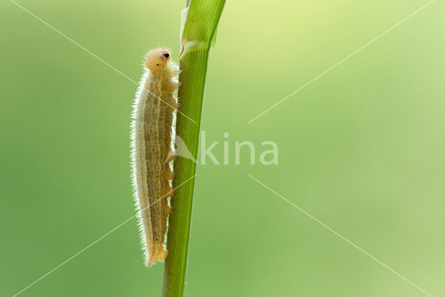 Marbled White (Melanargia galathea)