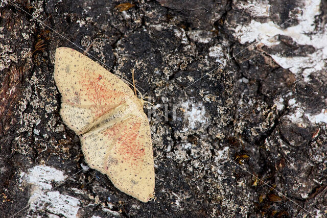 False Mocha (Cyclophora porata)