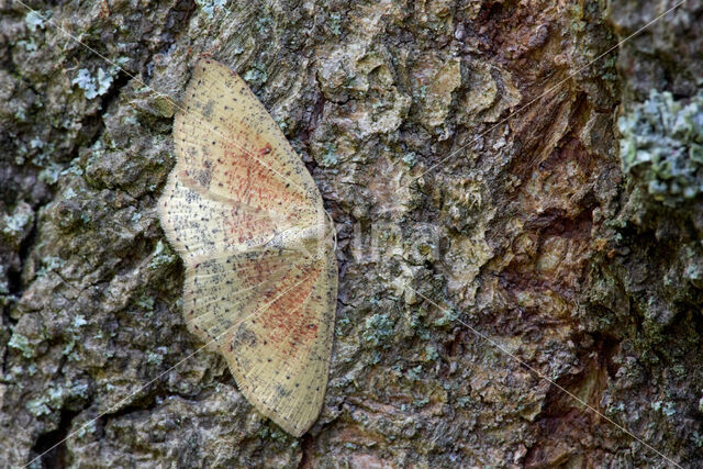 False Mocha (Cyclophora porata)