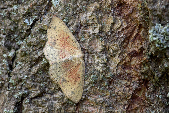 False Mocha (Cyclophora porata)