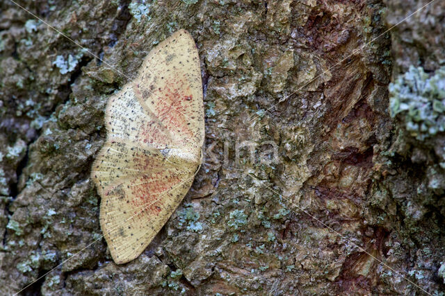 False Mocha (Cyclophora porata)