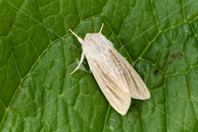 Reed Dagger (Simyra albovenosa)