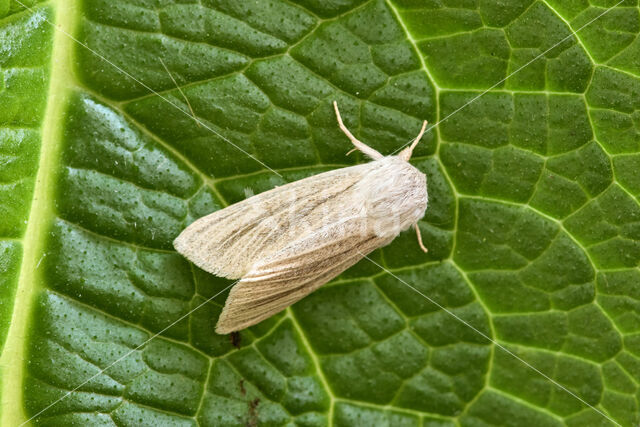 Kleine rietvink (Simyra albovenosa)