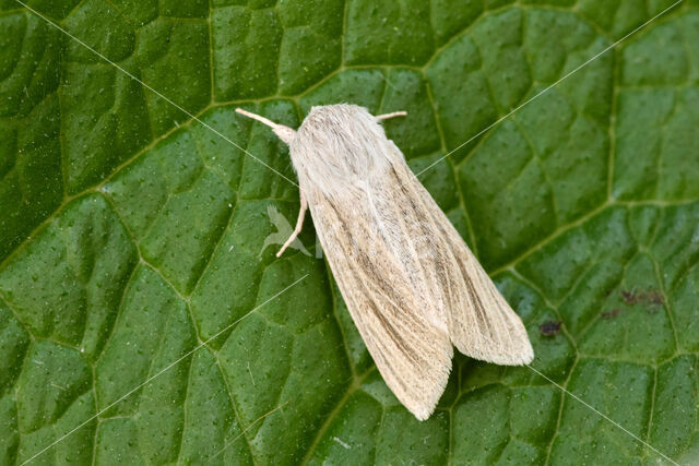 Kleine rietvink (Simyra albovenosa)