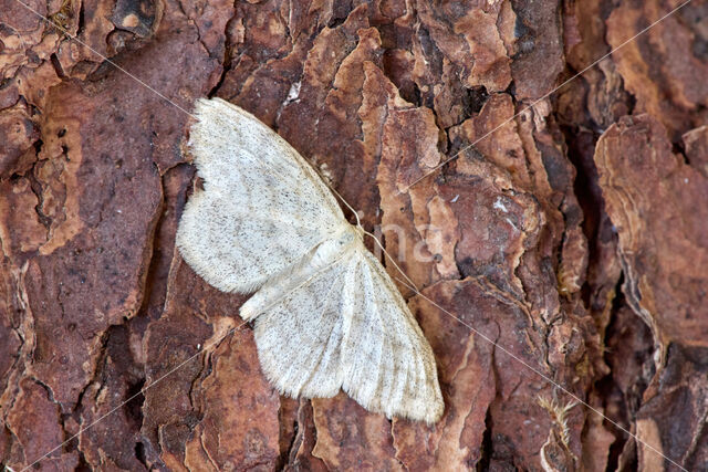 Smoky Wave (Scopula ternata)