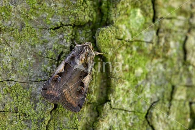 Setaceous Hebrew Character (Xestia c-nigrum)