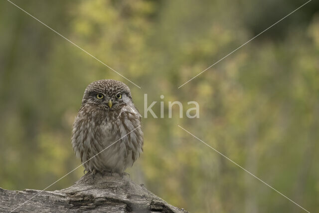 Little Owl (Athene noctua)