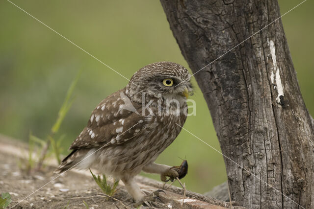 Little Owl (Athene noctua)