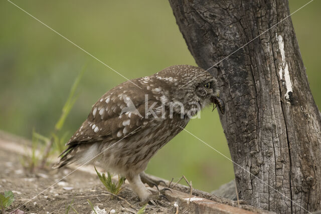 Little Owl (Athene noctua)