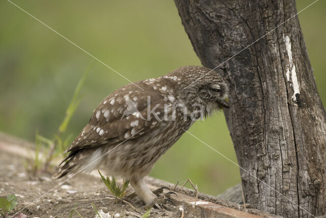 Steenuil (Athene noctua)