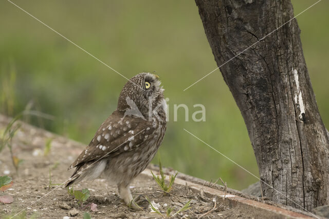 Little Owl (Athene noctua)