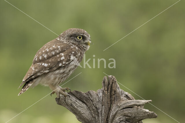 Little Owl (Athene noctua)