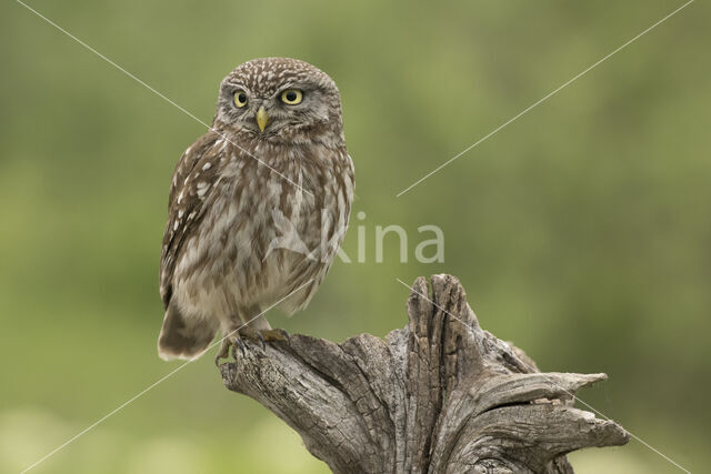 Little Owl (Athene noctua)