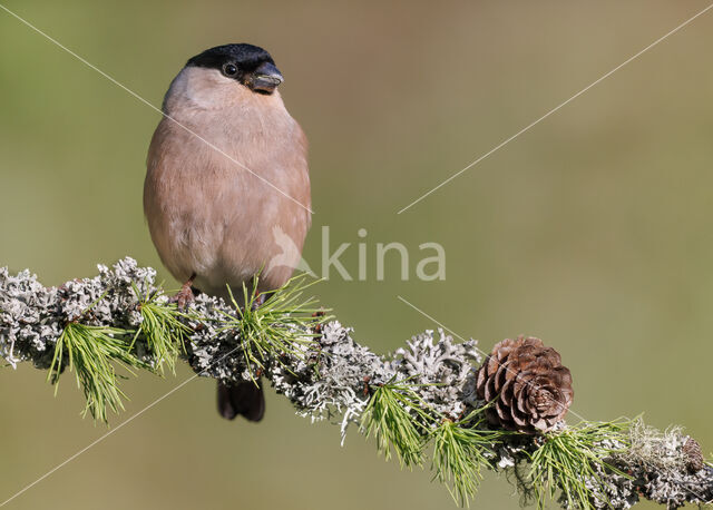 Eurasian Bullfinch (Pyrrhula pyrrhula)