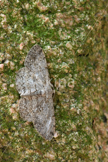 Ringspikkelspanner (Hypomecis punctinalis)