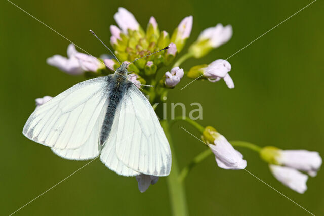 Green-veined White (Pieris napi)