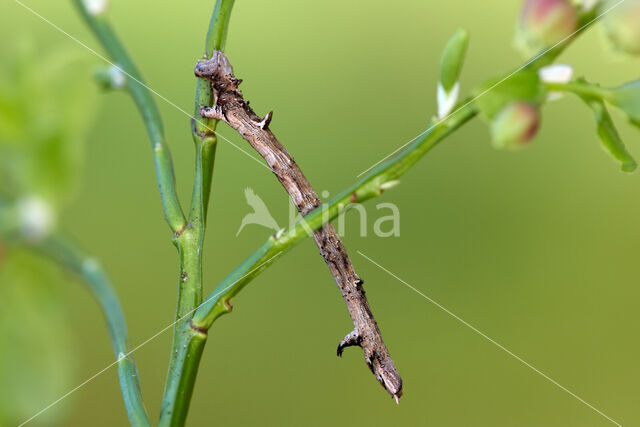 Oranje iepentakvlinder (Angerona prunaria)