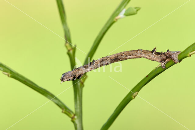 Oranje iepentakvlinder (Angerona prunaria)