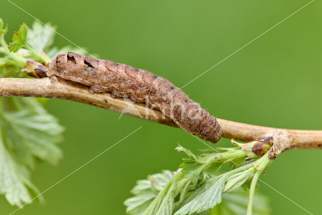 Double-Square-spot (Xestia triangulum)