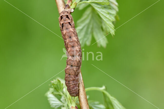 Double-Square-spot (Xestia triangulum)